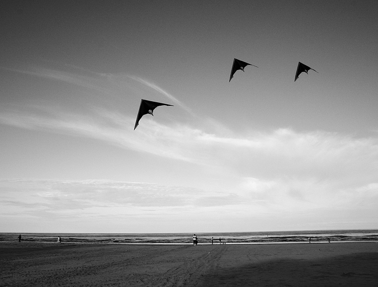 Blackbirds